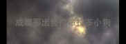 成都那出售拉布拉多小狗