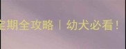 拉布拉多性格稳定期全攻略幼犬必看科学养宠关键期
