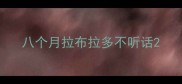 八个月拉布拉多不听话