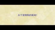 关于宠物狗的新闻