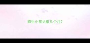 狗生小狗大概几个月
