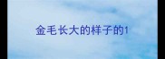 金毛长大的样子的