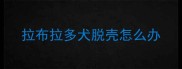 拉布拉多犬脱壳怎么办