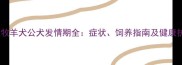 边境牧羊犬公犬发情期全症状饲养指南及健康护理