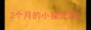 2个月的小猫洗澡