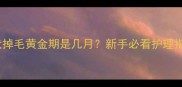 博美犬掉毛黄金期是几月新手必看护理指南