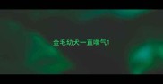 金毛幼犬一直喘气