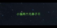 小猫两个月鼻子干