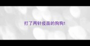 打了两针疫苗的狗狗