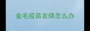 金毛疫苗发烧怎么办