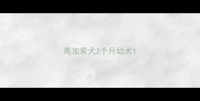 高加索犬2个月幼犬