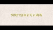 狗狗打疫苗后可以溜溜