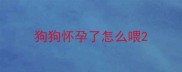 狗狗怀孕了怎么喂