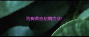 狗狗黄疸初期症状