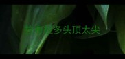 拉布拉多头顶太尖