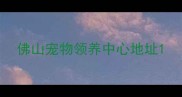 佛山宠物领养中心地址