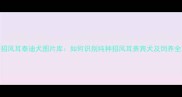 北京招风耳泰迪犬图片库如何识别纯种招风耳贵宾犬及饲养全攻略