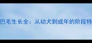 边境牧羊犬尾巴毛生长全从幼犬到成年的阶段特征与养护指南