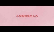 小狗狗很臭怎么办