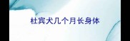 杜宾犬几个月长身体