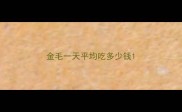 金毛一天平均吃多少钱