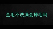 金毛不洗澡会掉毛吗