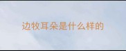 边牧耳朵是什么样的