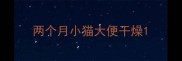 两个月小猫大便干燥