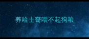 养哈士奇喂不起狗粮