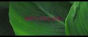 狗两个月怎么训练