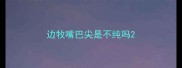 边牧嘴巴尖是不纯吗