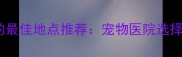 狗狗洗澡打疫苗的最佳地点推荐宠物医院选择指南与注意事项