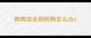 狗狗攻击别的狗怎么办