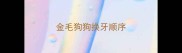 金毛狗狗换牙顺序