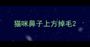 猫咪鼻子上方掉毛