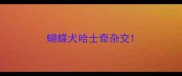 蝴蝶犬哈士奇杂交