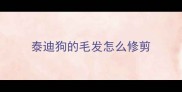 泰迪狗的毛发怎么修剪