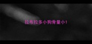 拉布拉多小狗骨量小