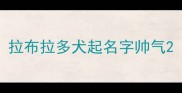 拉布拉多犬起名字帅气