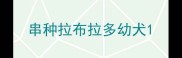 串种拉布拉多幼犬