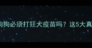 最新指南每只狗狗必须打狂犬疫苗吗这5大真相你需要知道