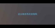 适合楼房养的宠物狗
