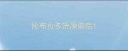 拉布拉多洗澡前后