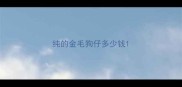 纯的金毛狗仔多少钱