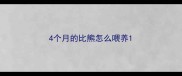 4个月的比熊怎么喂养