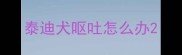 泰迪犬呕吐怎么办