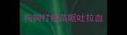 狗狗打疫苗呕吐拉血