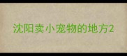 沈阳卖小宠物的地方