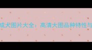 拉布拉多成犬图片大全高清大图品种特性与饲养指南