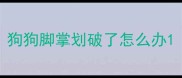 狗狗脚掌划破了怎么办